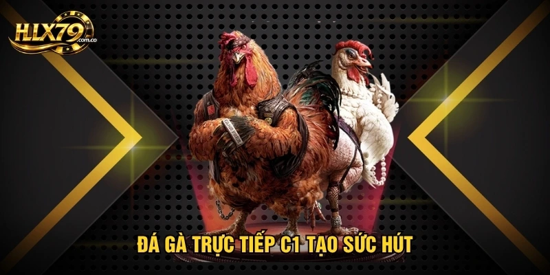 Đá gà trực tiếp C1 tạo sức hút