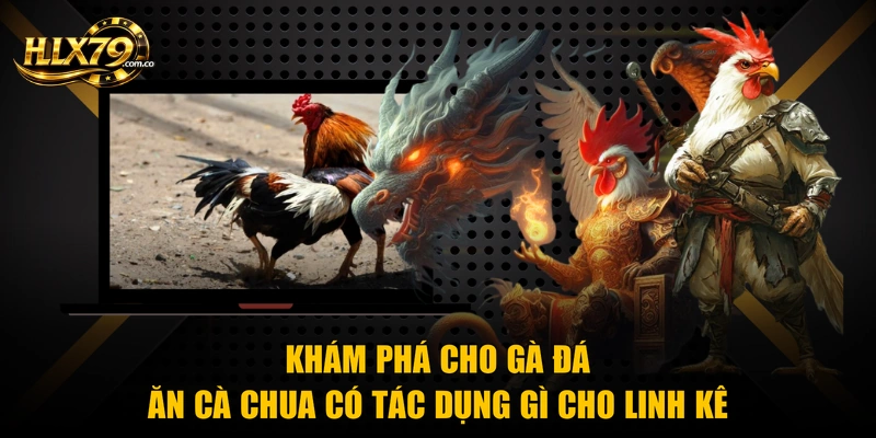 Khám phá cho gà đá ăn cà chua có tác dụng gì cho linh kê Khám phá cho gà đá ăn cà chua có tác dụng gì cho linh kê